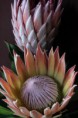 /album/galeria-de-fotos/protea-flower-3-copia-jpg/